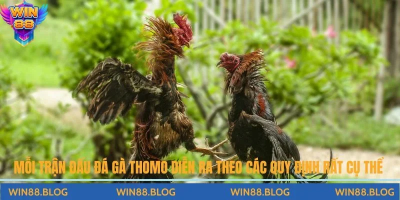 Mỗi trận đấu đá gà Thomo diễn ra theo các luật chơi đá gà Thomo chi tiết